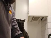 Cat Asks for Kisses While Owner Does Dishes