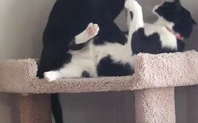 Cat Falls Off Cat Tower While Play Fighting
