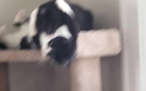 Cat Falls Off Cat Tower While Play Fighting