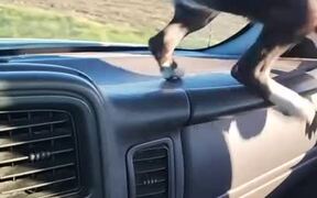 Dog Jumps at Windshield Wipers