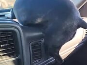 Dog Jumps at Windshield Wipers