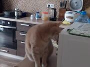 Cat Opens Microwave and Tries to Enter Inside