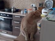 Cat Opens Microwave and Tries to Enter Inside