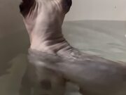 Sphinx Cat Accidentally Dips Into Water 