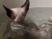 Sphinx Cat Accidentally Dips Into Water 