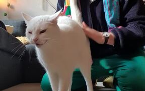 Cat Enjoys Getting Pet Massage