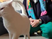 Cat Enjoys Getting Pet Massage