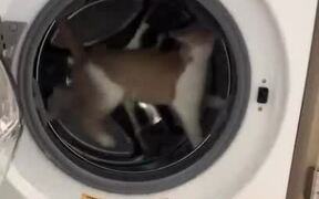 Cat Uses Owner's Dryer as Cat Wheel
