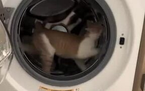 Cat Uses Owner's Dryer as Cat Wheel