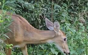Woman Spots Wild Deer Across Road