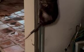 Cat Watches Opossum Clinging to Garage Rails