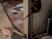 Cat Watches Opossum Clinging to Garage Rails
