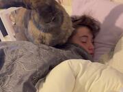 Huge Pet Rabbit Chilling on Boy's Head