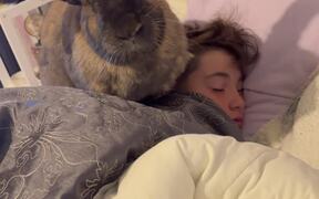 Huge Pet Rabbit Chilling on Boy's Head
