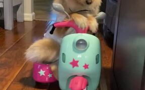 Little Dog Rides Toy Scooter Inside House