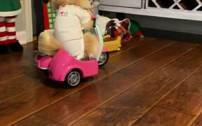 Little Dog Rides Toy Scooter Inside House