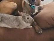 Dog & Rabbit Relax on Couch After Creating Mess