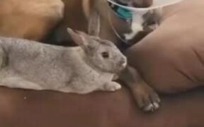 Dog & Rabbit Relax on Couch After Creating Mess