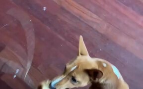 Basenji Gets Stick Stuck in Her Tail