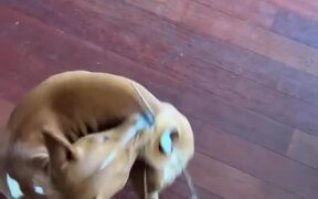 Basenji Gets Stick Stuck in Her Tail