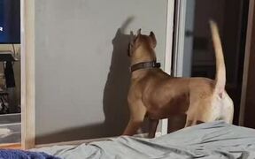 Dog Hilariously Fights With Their Shadow