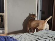 Dog Hilariously Fights With Their Shadow