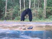 Two Bears Playfully Wrestle at Basketball Court