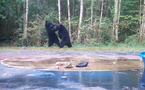 Two Bears Playfully Wrestle at Basketball Court