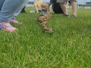 Kids Excitedly Pet Non-Venomous Python at Event
