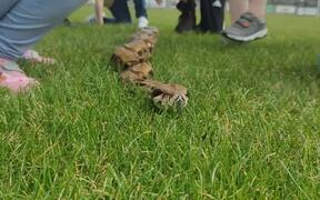 Kids Excitedly Pet Non-Venomous Python at Event