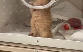 Person Watches Kitten Make Air Biscuits
