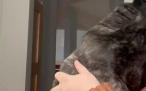 Dog Howls Adorably When Owner Rubs Their Back