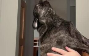 Dog Howls Adorably When Owner Rubs Their Back