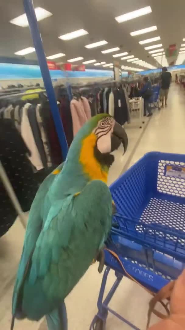 Macaw Sits and Rides on Owner's Shopping Cart