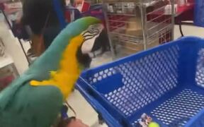 Macaw Sits and Rides on Owner's Shopping Cart