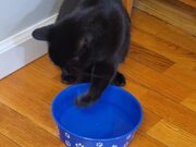 Person Watches Cat Drink Water With Paws