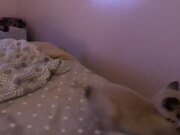 Manx Siamese Kitten Falls From Bed While Playing