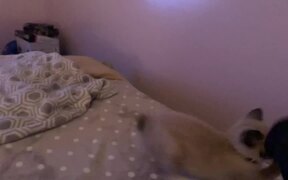 Manx Siamese Kitten Falls From Bed While Playing