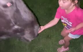 Horse Gently Grabs Girl's Hand With Mouth