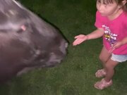 Horse Gently Grabs Girl's Hand With Mouth