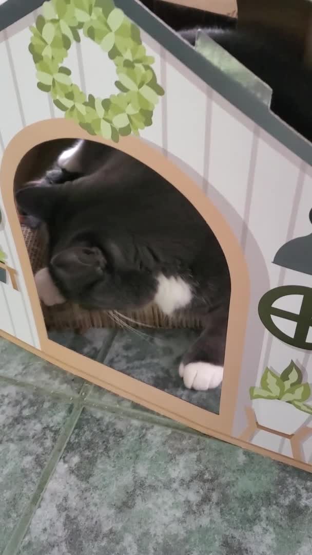 Cat Gets Stuck Inside Cardboard House's Door