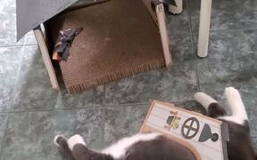 Cat Gets Stuck Inside Cardboard House's Door