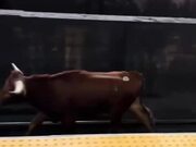 Couple Encounters Bull Running on Rails Tracks