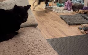 Border Collie Puppy Tries to Play With Elderly Cat