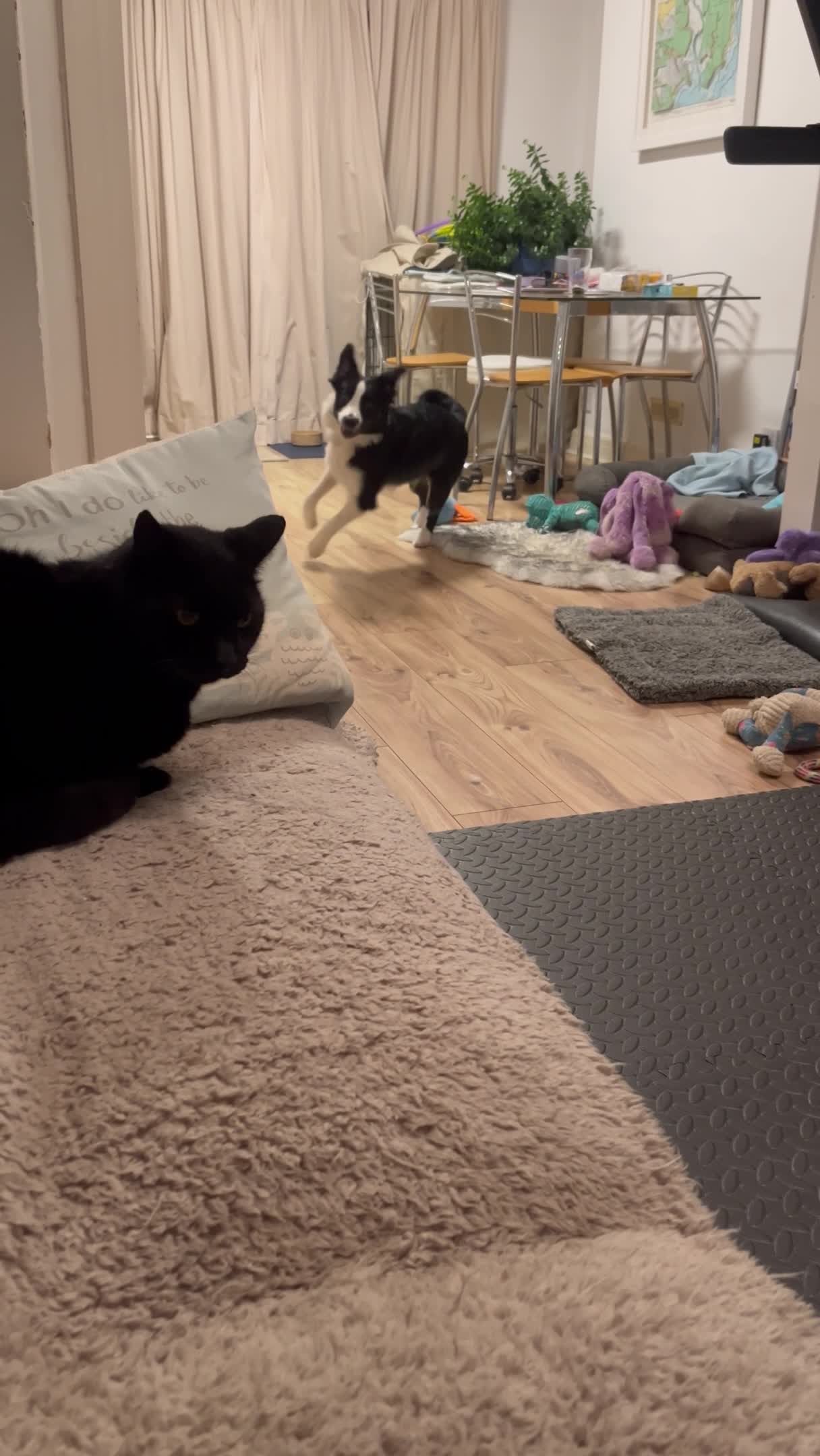 Border Collie Puppy Tries to Play With Elderly Cat
