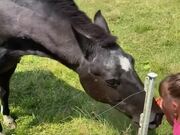 Toddler Feeds Carrot to Pet Horse