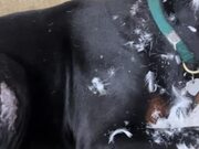 Dog Covered With Feathers Acts Innocent