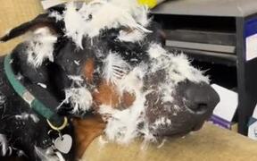 Dog Covered With Feathers Acts Innocent