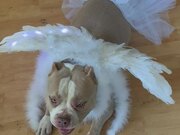 Dog Looks Adorable in Her Fairy Costume
