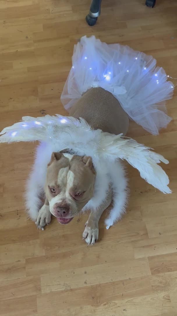 Dog Looks Adorable in Her Fairy Costume